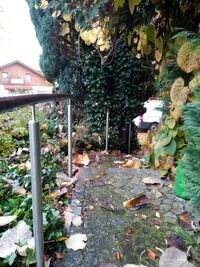 Sicherer Flexo Handlauf im Herbst